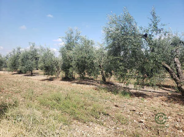 Finca rústica de 1,47 ha en venta en Arahal, Sevilla