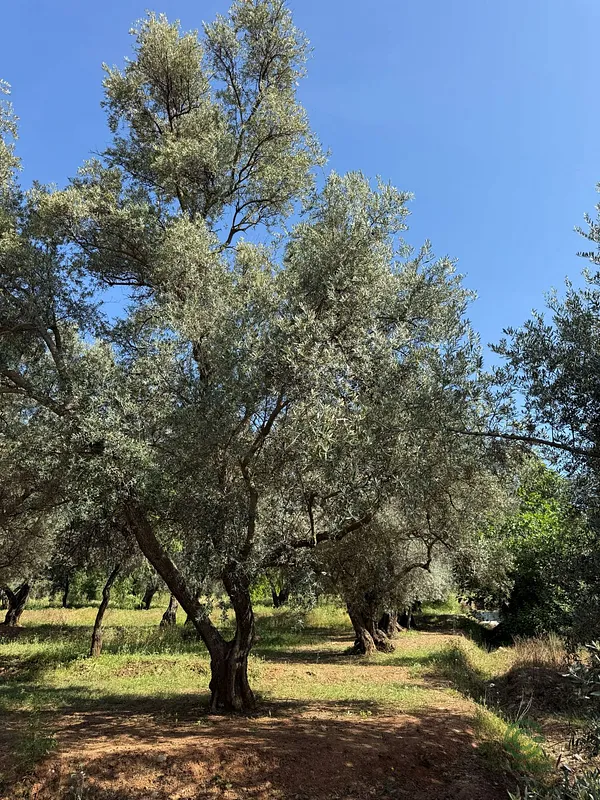 Finca agrícola de 2,5471 ha en venta en Lecrin, Granada