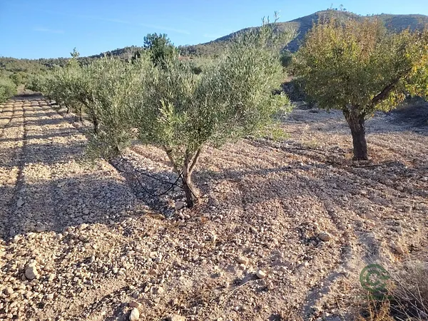 Spot image