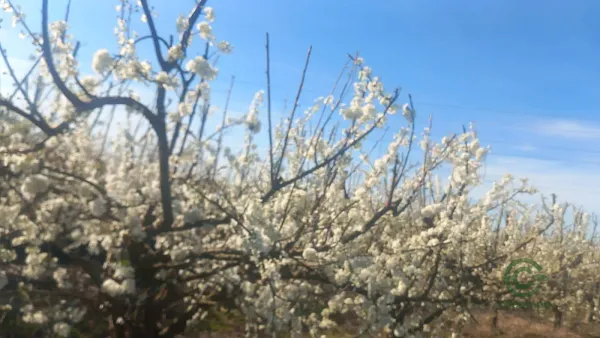 Finca agrícola de 32,5 ha en venta en Cáceres