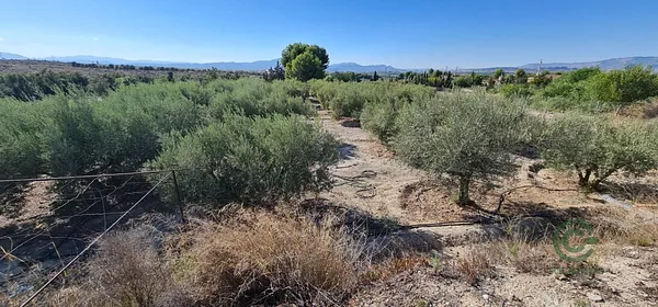 Spot image