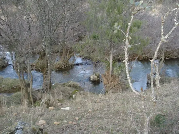 Spot image