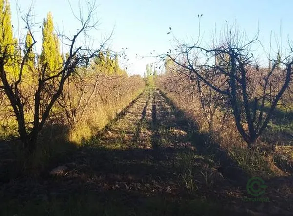 Finca agrícola de 3 ha en venta en Mendoza