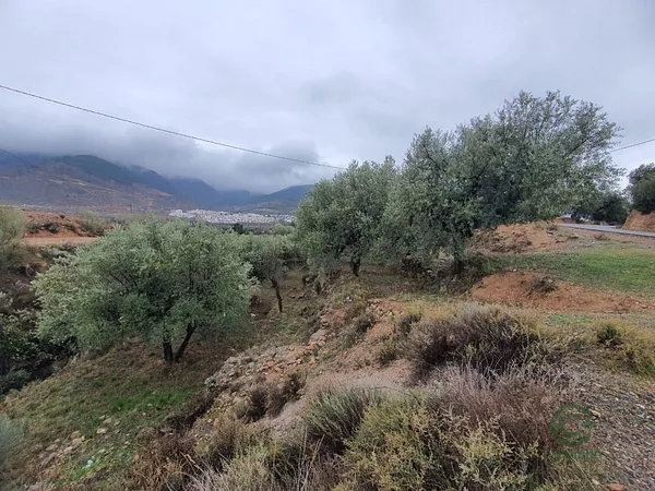 Spot image