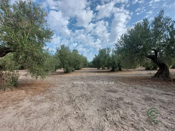 Finca agrícola de 0,7 ha en venta en Baeza, Jaen