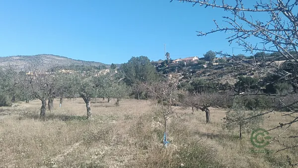 Spot image
