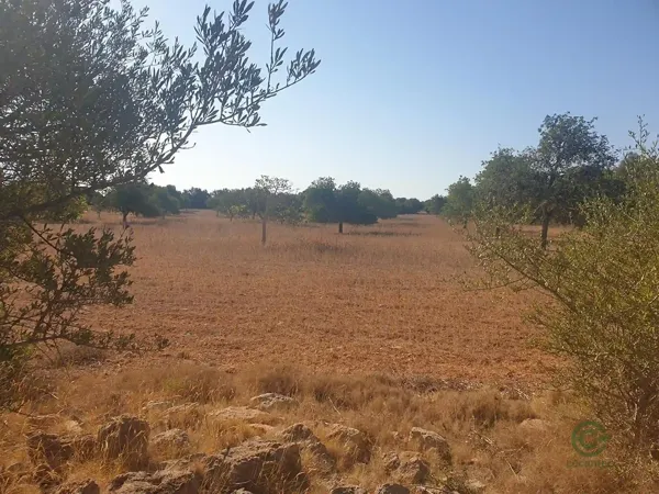Spot image