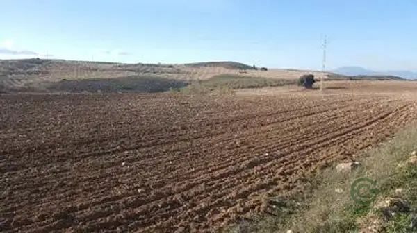 Spot image