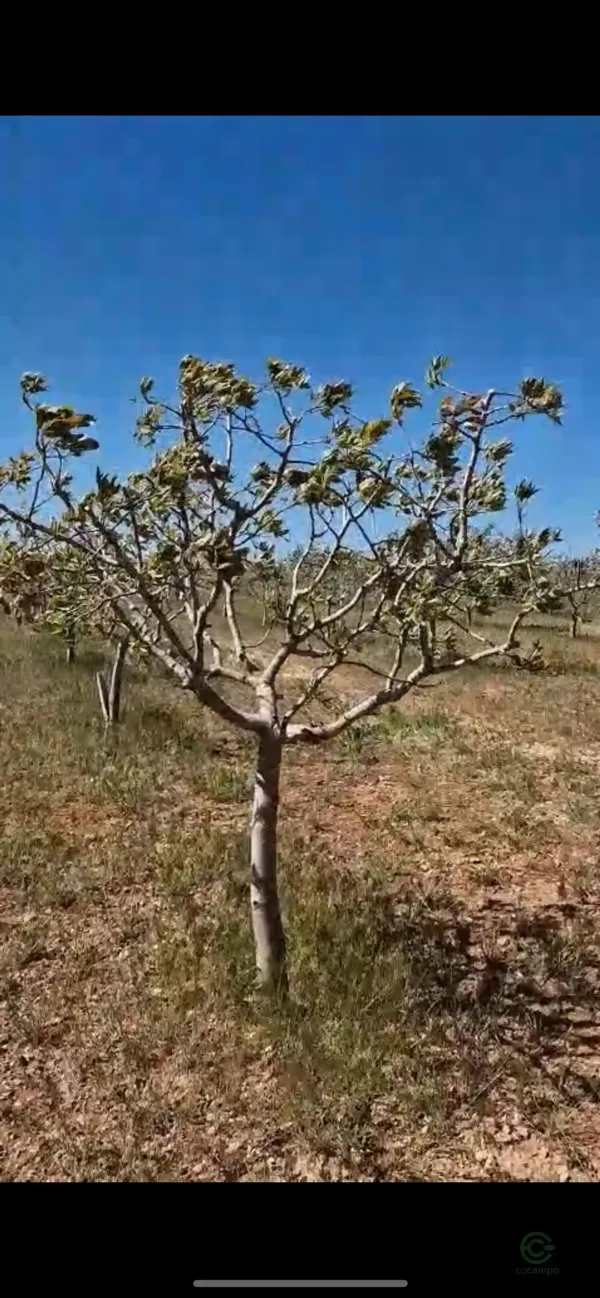 Finca agrícola de 0,6458 ha en venta en Toledo