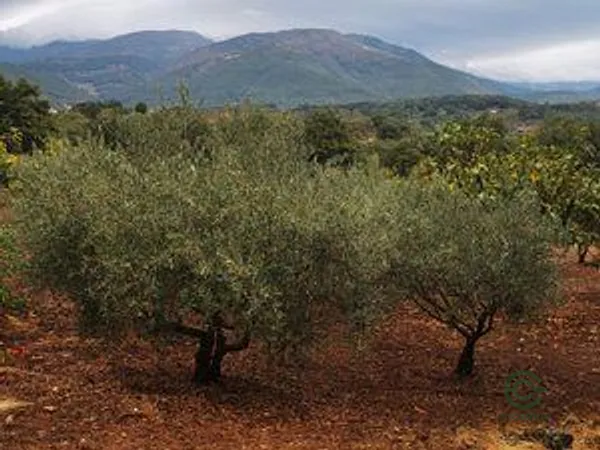 Finca agrícola de 0,8 ha en venta en Cáceres