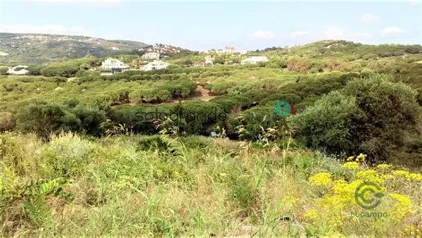 Spot image