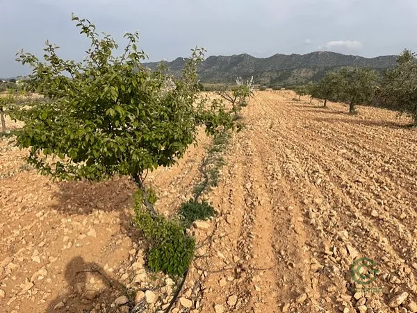Spot image