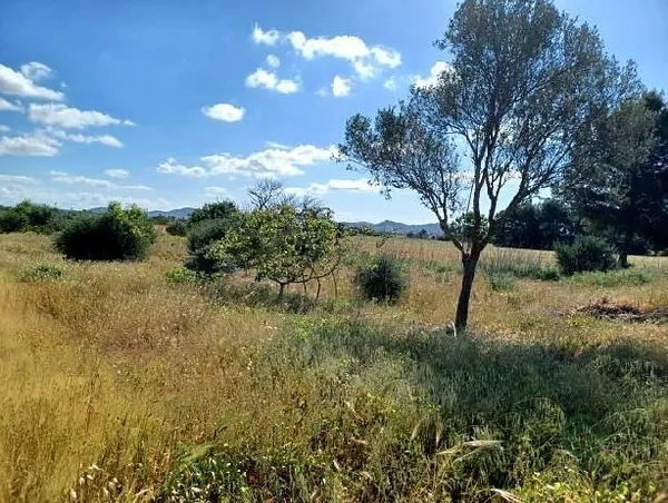 Spot image