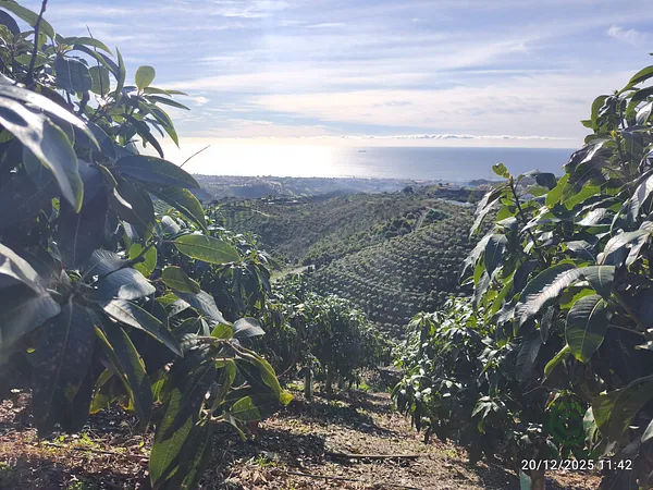 Finca agrícola de 9 ha en venta en Málaga