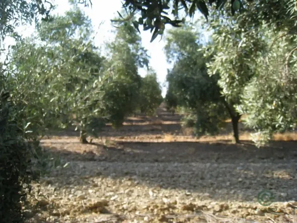 Spot image