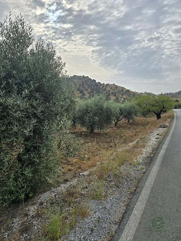 Spot image