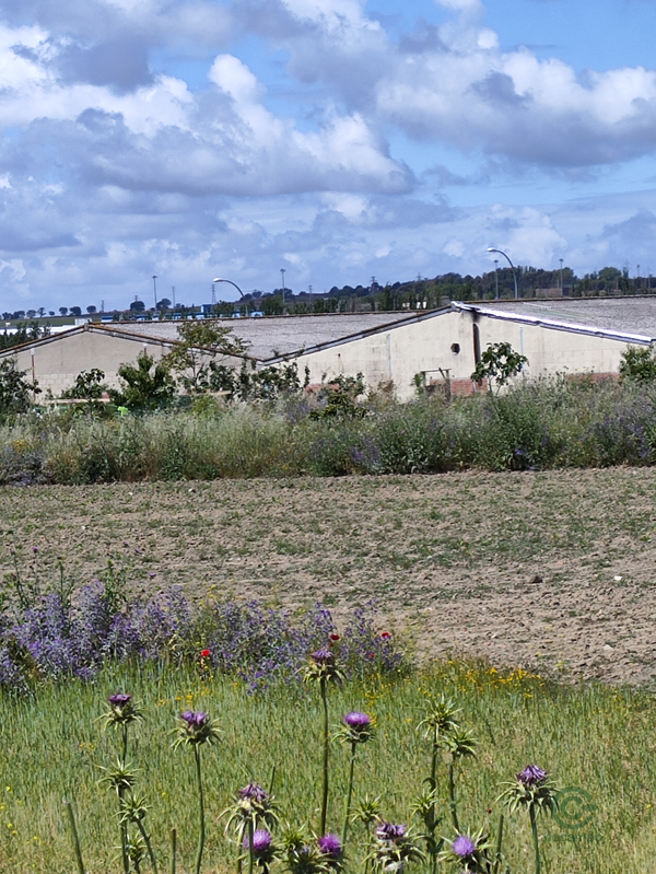 Finca agrícola de 0,74 ha en venta en Madrid