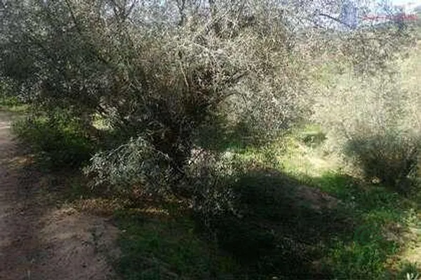 Spot image