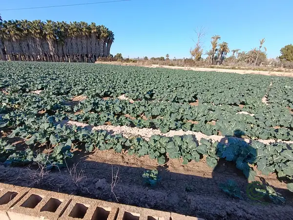 Finca rústica de 1,0175 ha en venta en Elche pedanias, Alicante