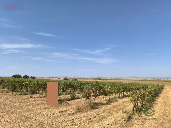 Finca agrícola de 8,3 ha en venta en Torralba de calatrava, Ciudad real