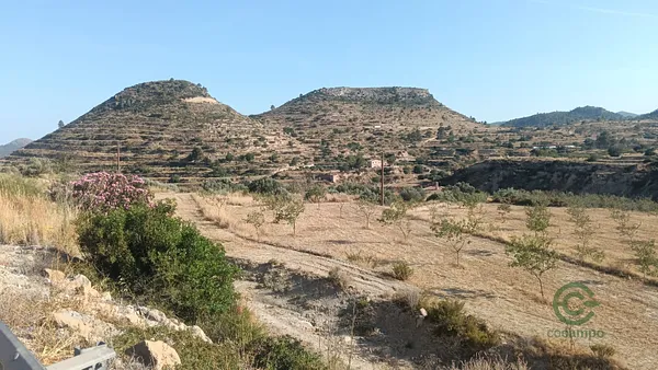 Spot image