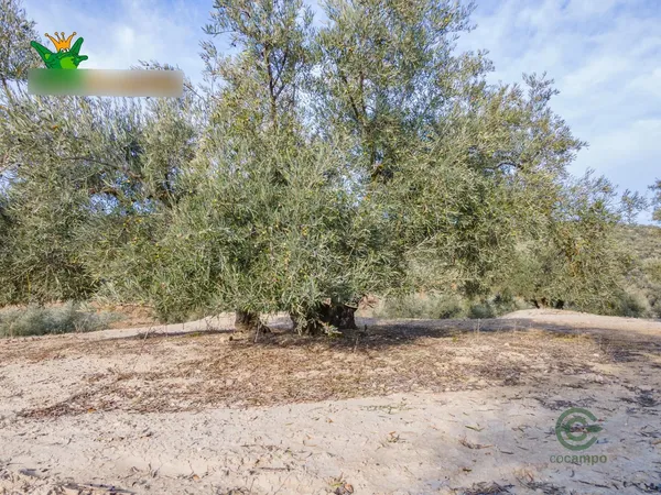 Spot image