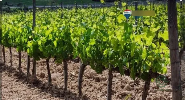 Finca agrícola de 12,95 ha en venta en Torre de miguel sesmero, Badajoz
