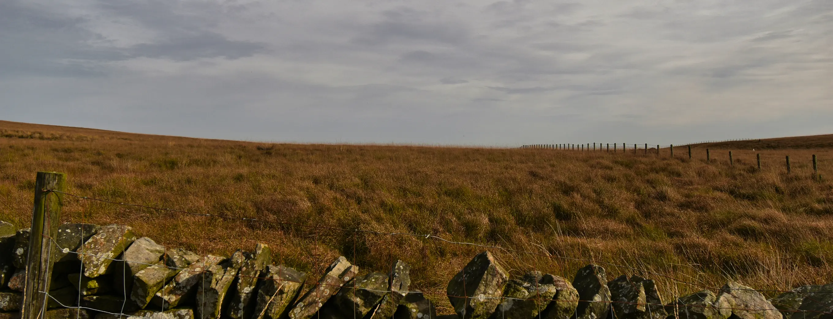 Header Banner
